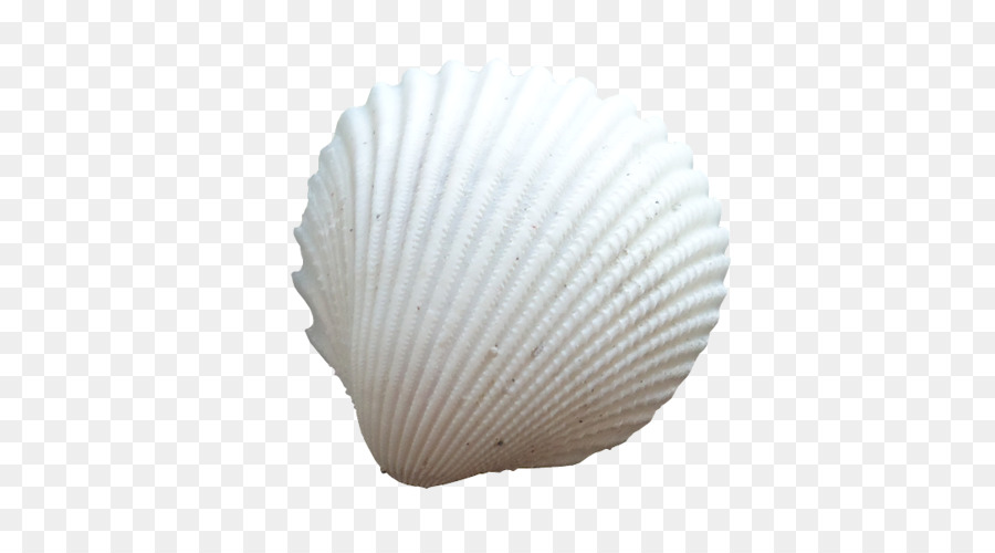 Coquillage，Coquille PNG