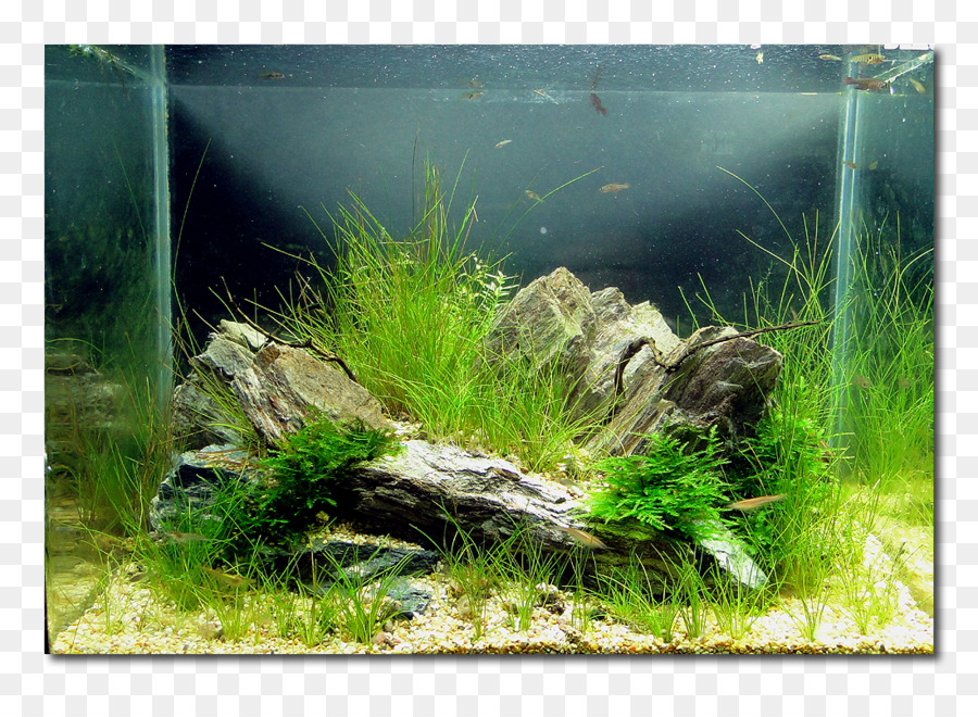 Aquarium，Plantes PNG