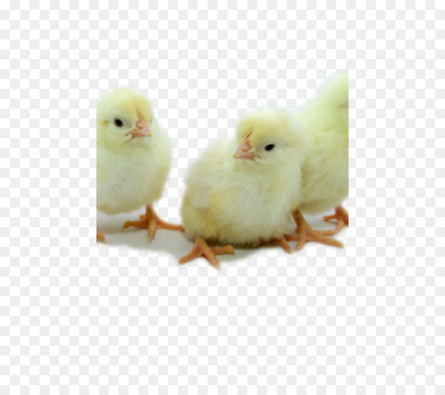 Poussins，Jaune PNG