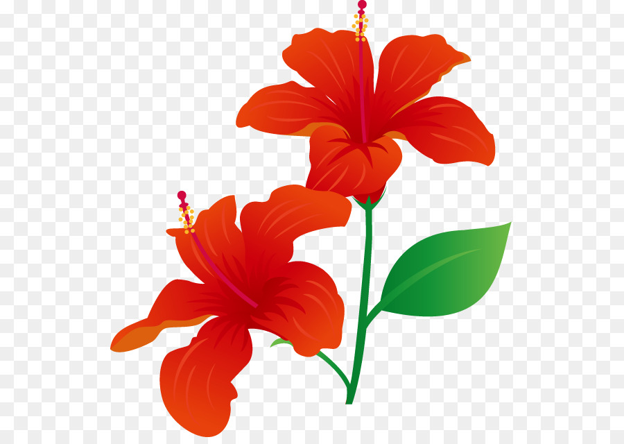 Rosemallows，Fleur PNG