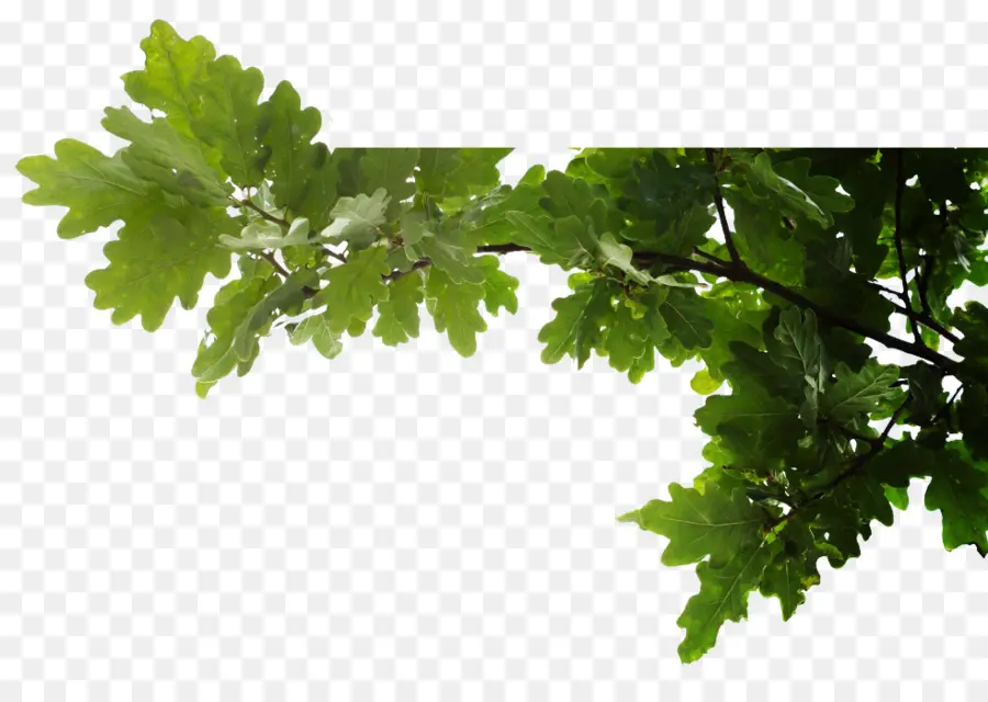 Feuilles Vertes，Bifurquer PNG