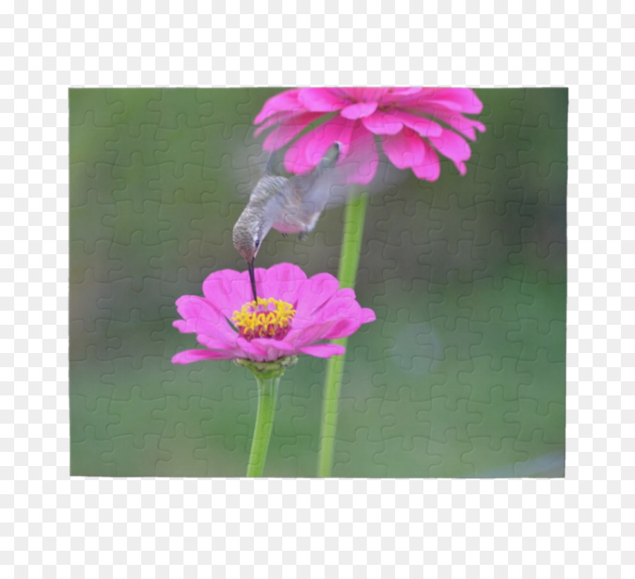 Jardin Cosmos，Pelouse PNG