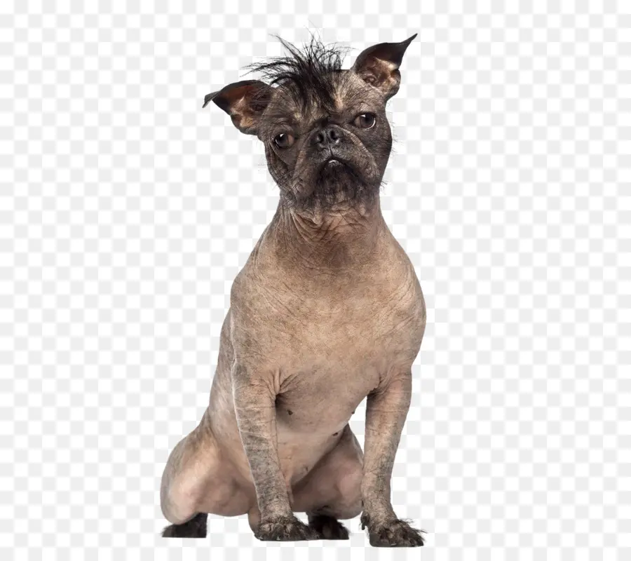 Chien，Animal De Compagnie PNG