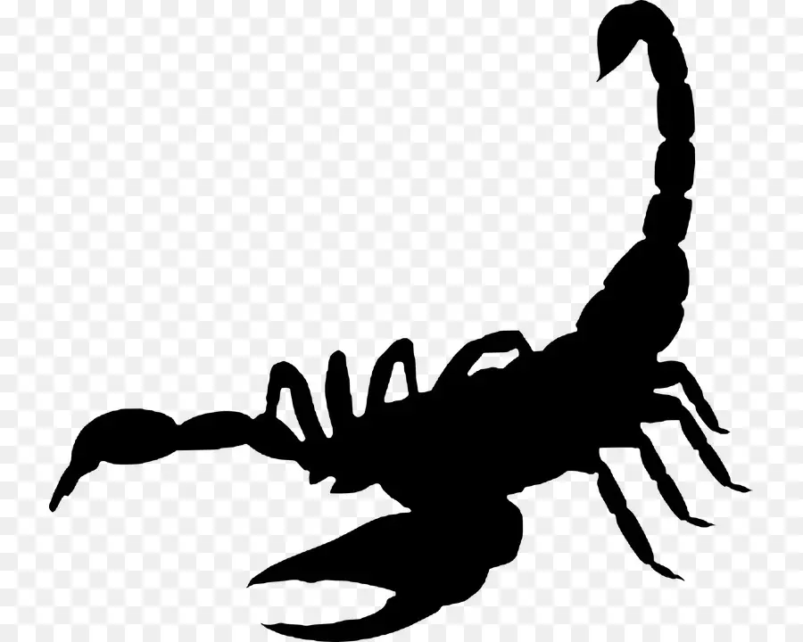 Scorpion，Noir Et Blanc PNG