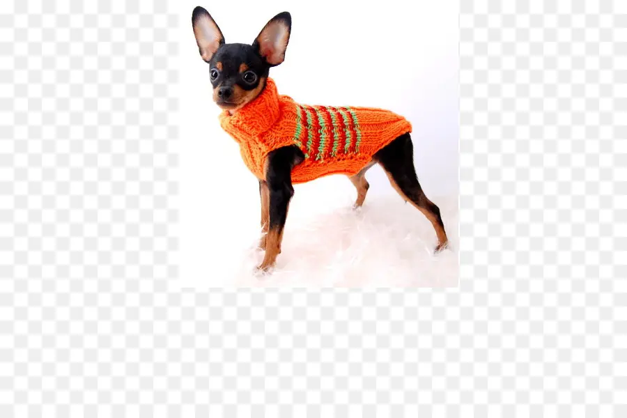 Chien En Pull，Chihuahua PNG