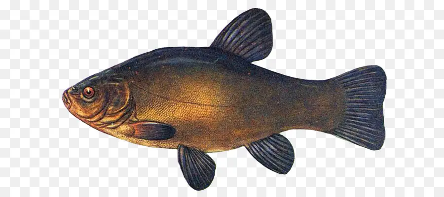 Poisson，Aquatique PNG