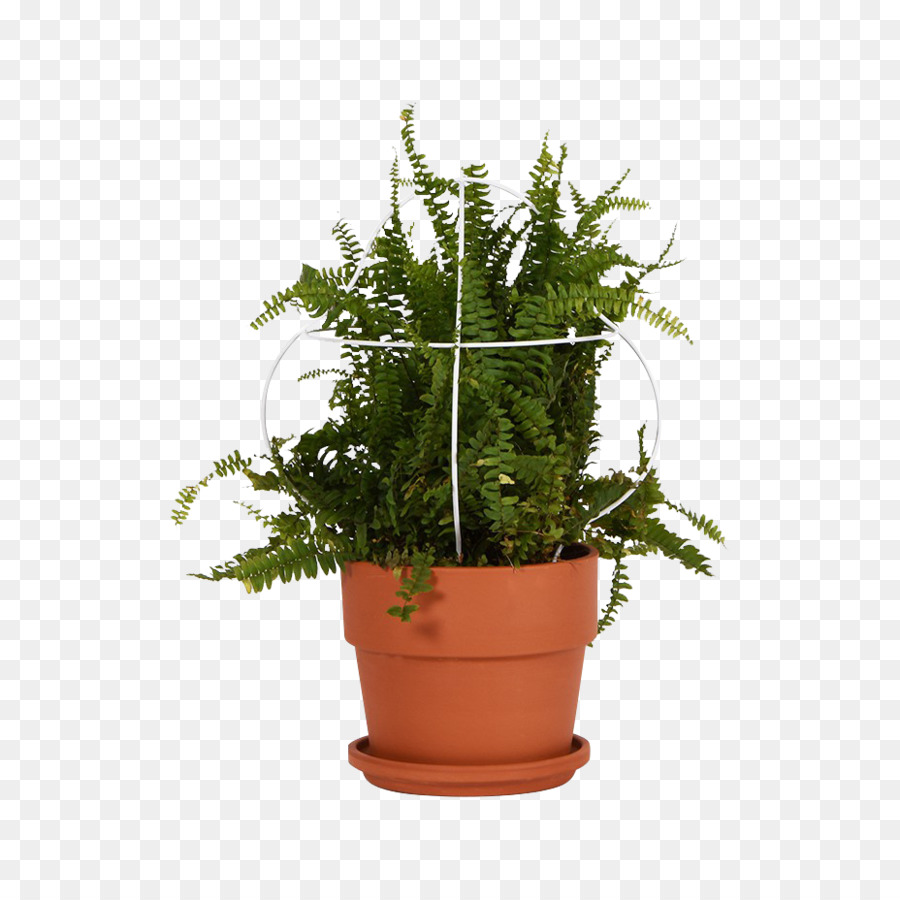 Plante En Pot，Vert PNG