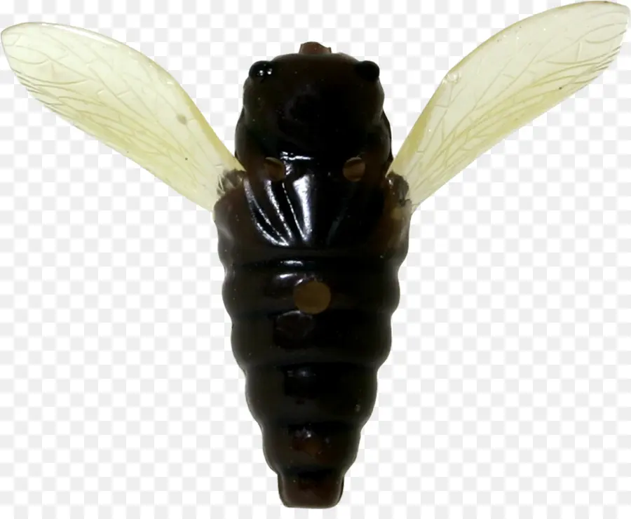 Insecte，Ailes PNG