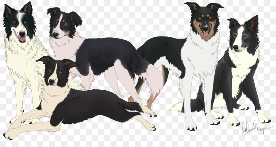 Race De Chien，Border Collie PNG