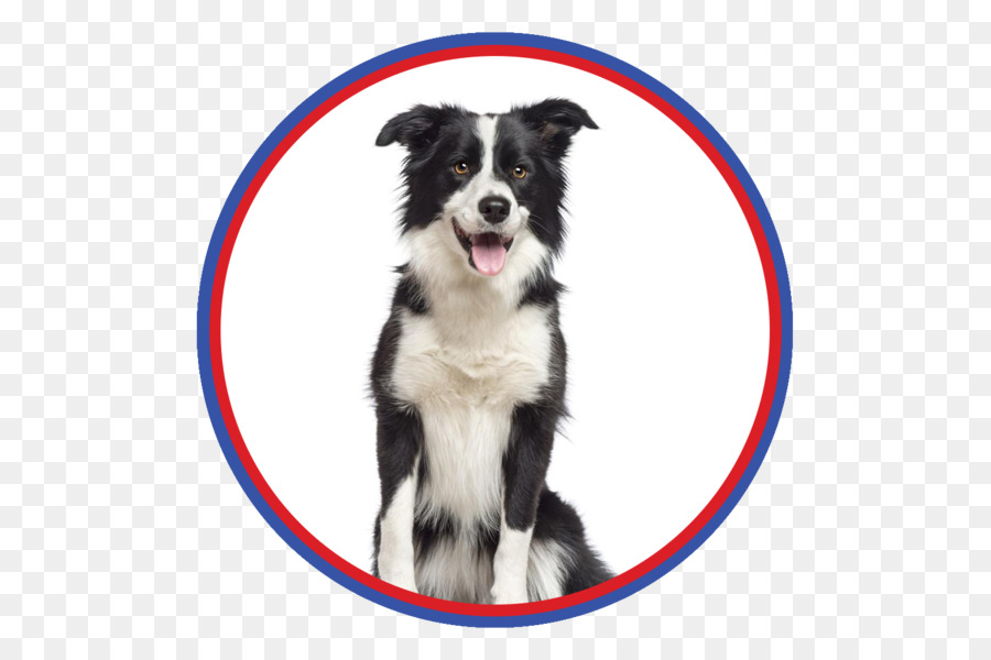 Border Collie，Rough Collie PNG