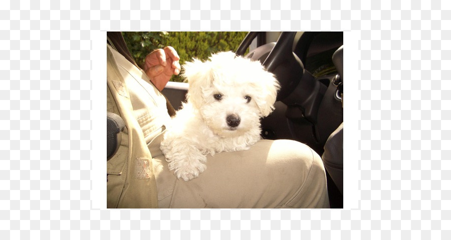 Maltais Chien，Bichon Frisé PNG