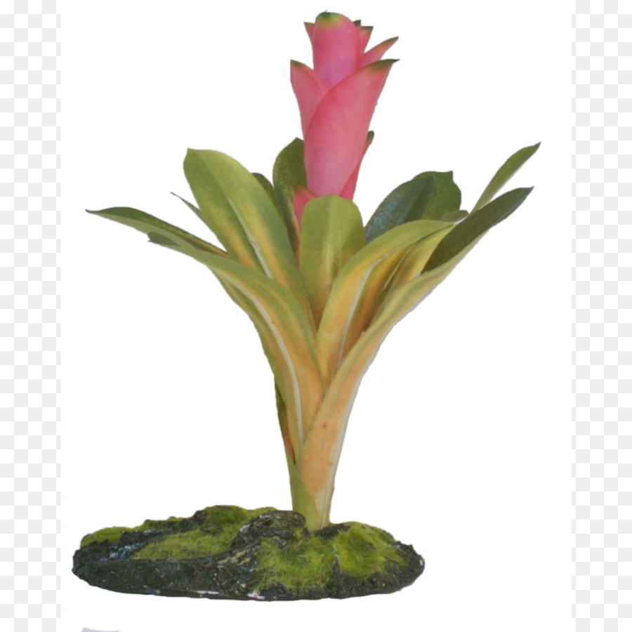 Cryptanthe，Plante PNG