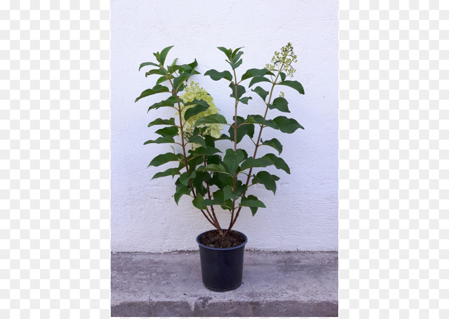 Arbre，Flowerpot PNG