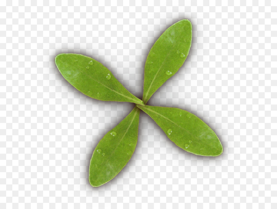 Feuille，Tige De La Plante PNG