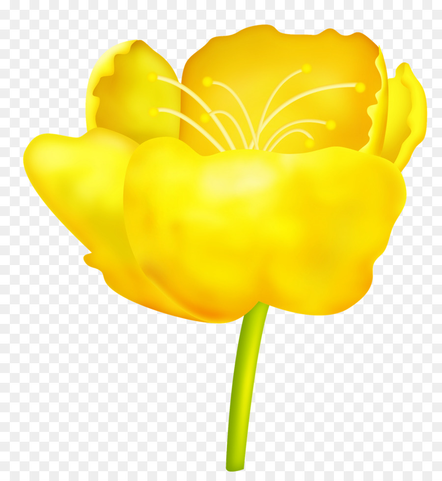 Tulip，Fleur PNG