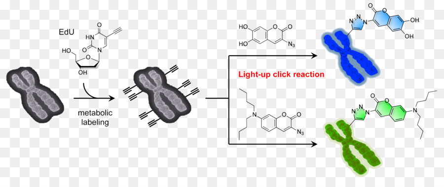 Université De Miyazaki，Chimie PNG