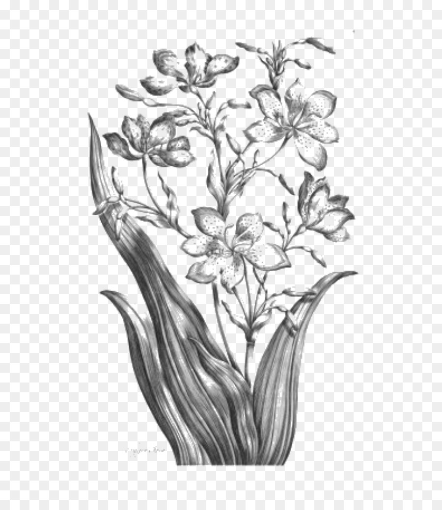 Dessin De Fleur，Botanique PNG