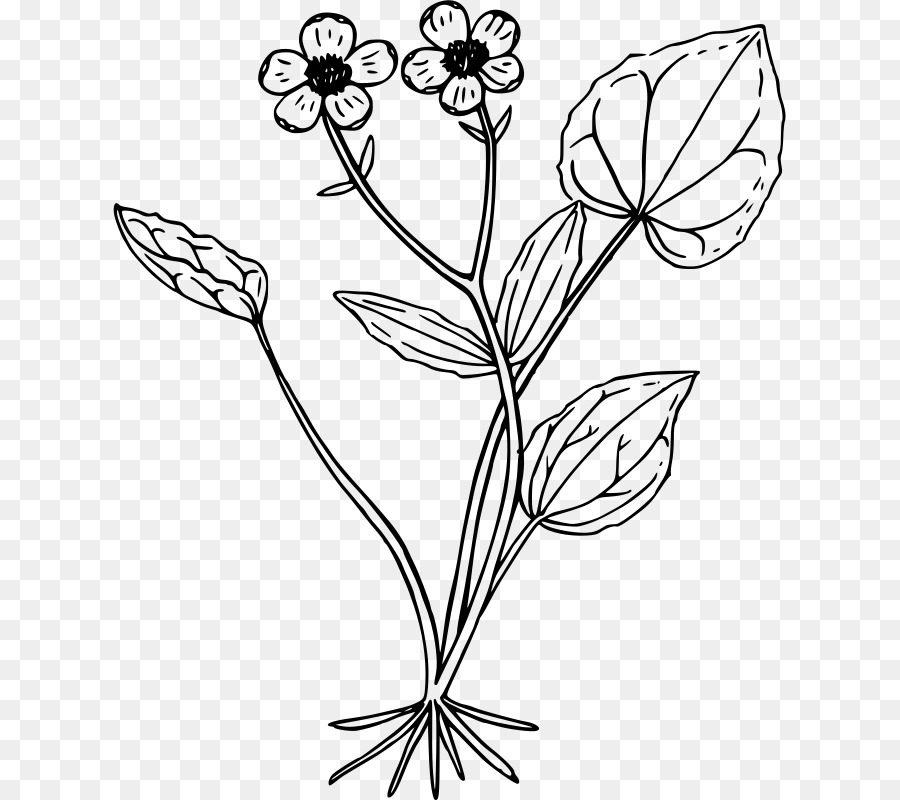 Dessin De Fleur，Feuilles PNG