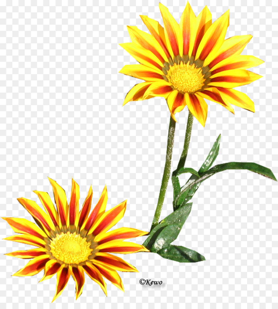 Commune De Daisy，Chrysanthème PNG