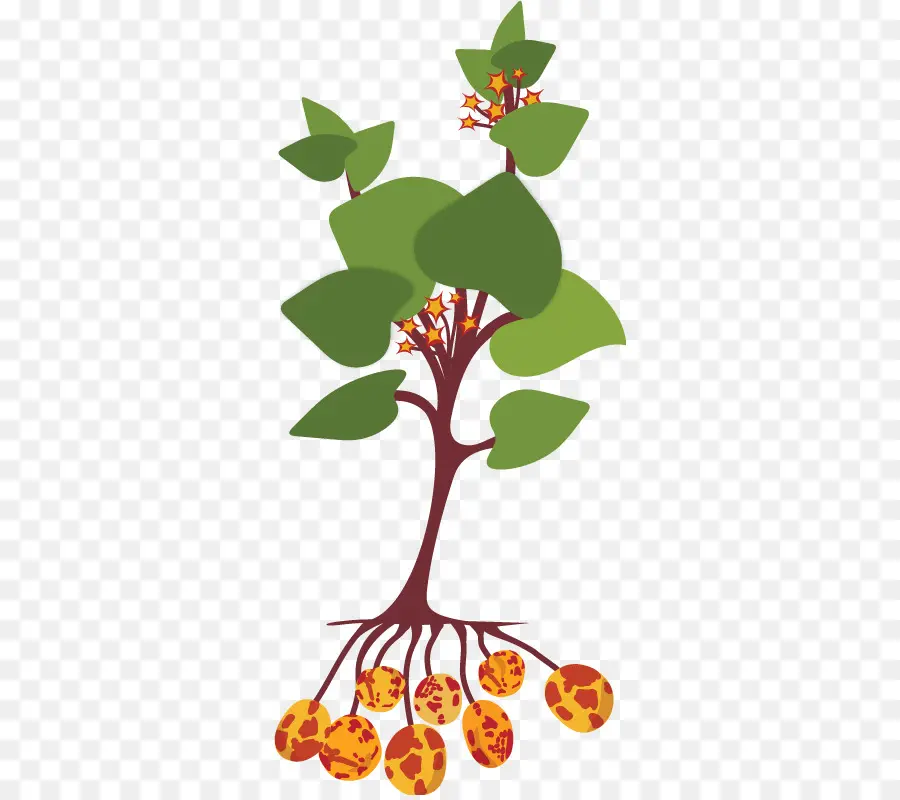 Plant De Pomme De Terre，Légume PNG