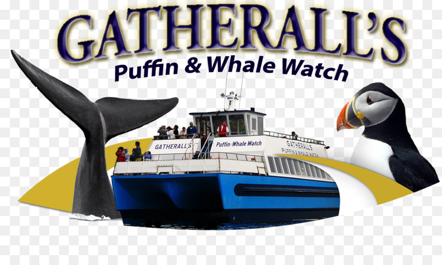 Gatherall Du Puffin D Observation Des Baleines，St John S PNG