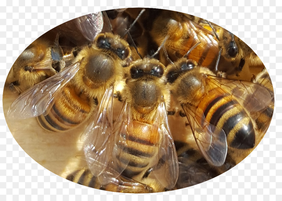 L Abeille à Miel，Abeille PNG