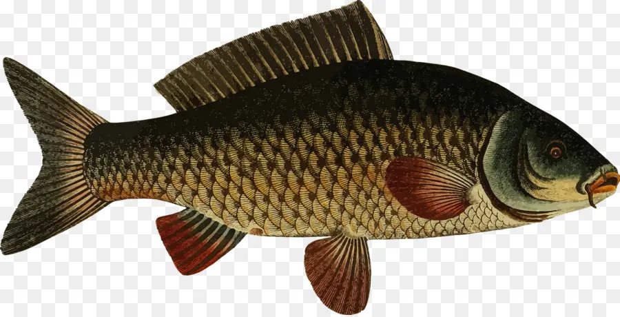 Poisson，Aquatique PNG