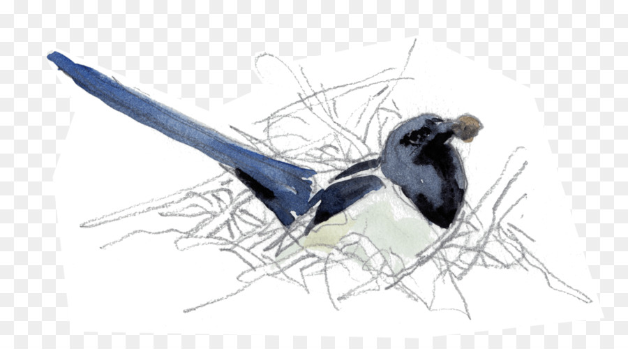 Illustration D'oiseau，Dessin PNG