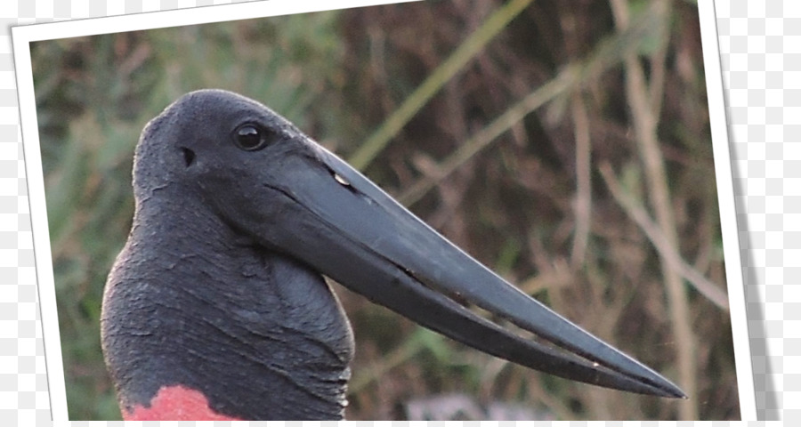 Cigogne，La Faune PNG