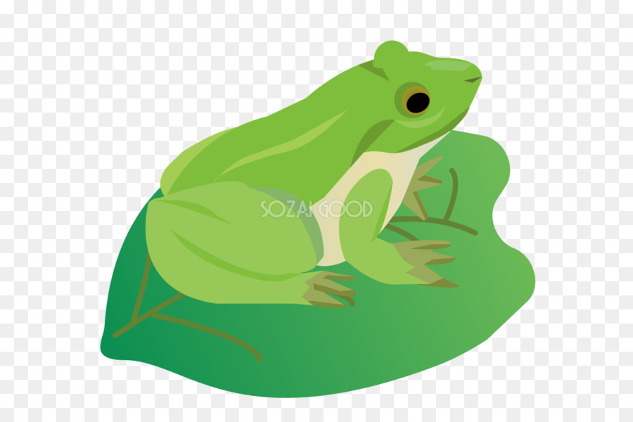 Vrai Grenouille，Grenouille PNG