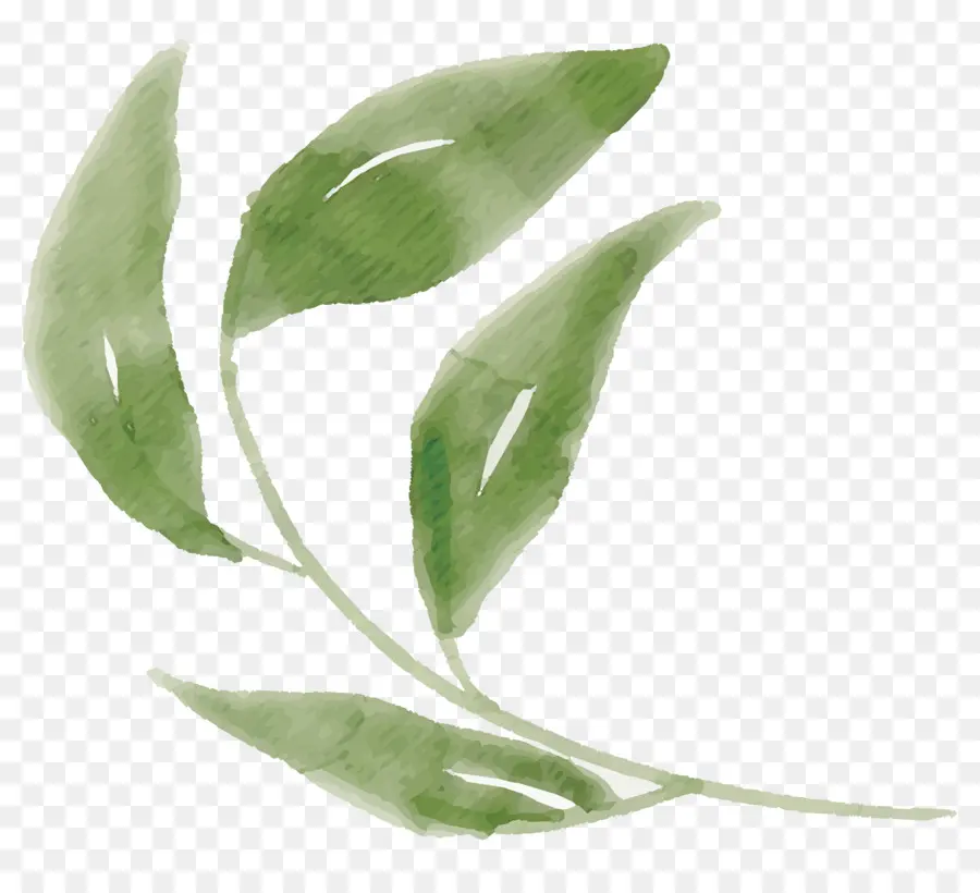 Feuille，Peinture à L Aquarelle PNG