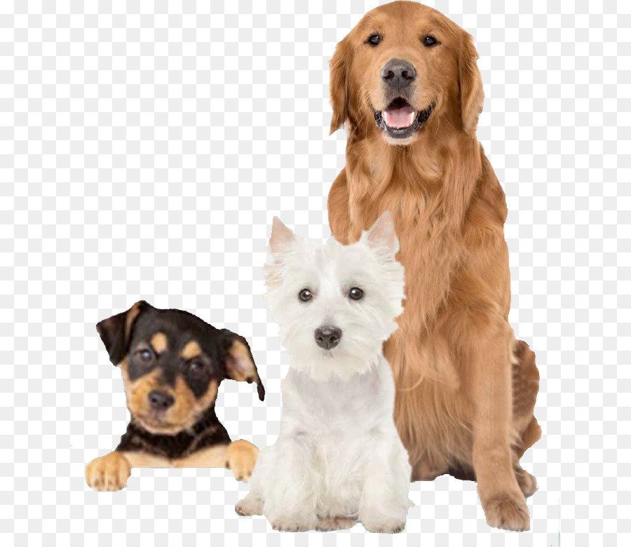 Chiens，Animaux De Compagnie PNG