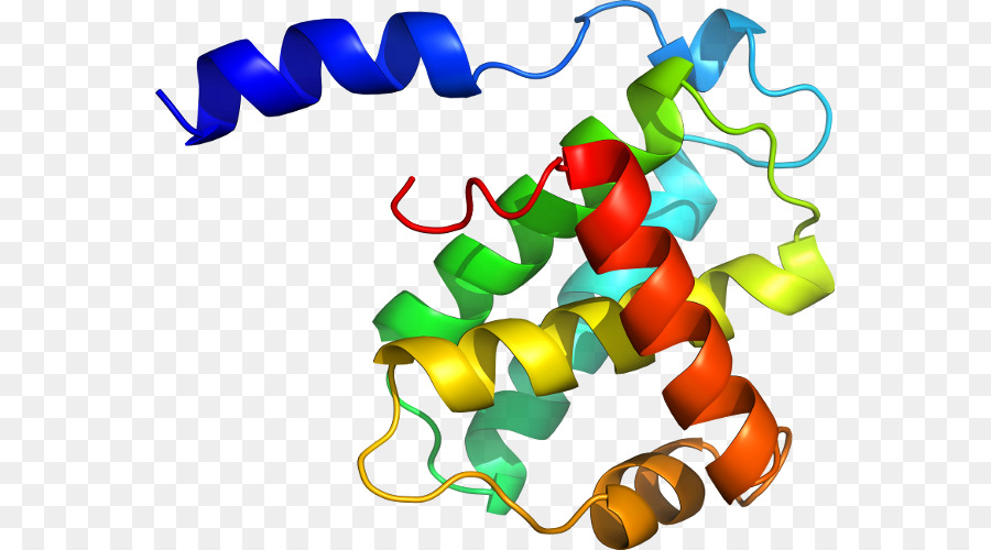 Structure Des Protéines，Biologie PNG