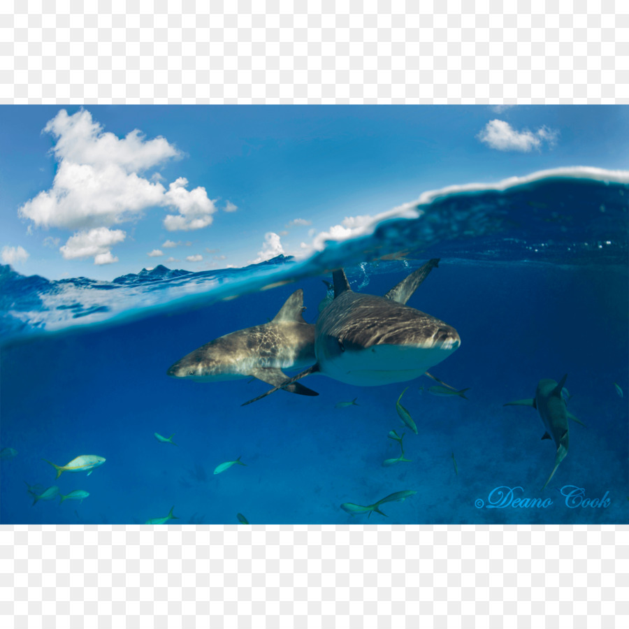 Requin，Océan PNG