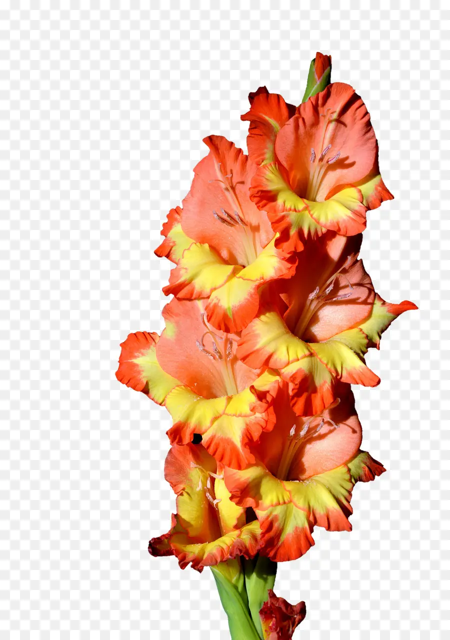 Gladiolus，Fleur PNG