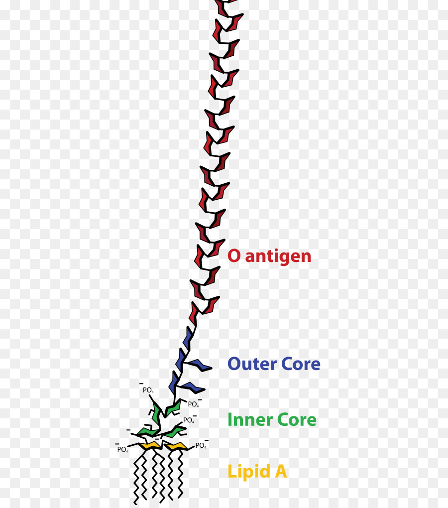 Endotoxine，Les Bactéries PNG