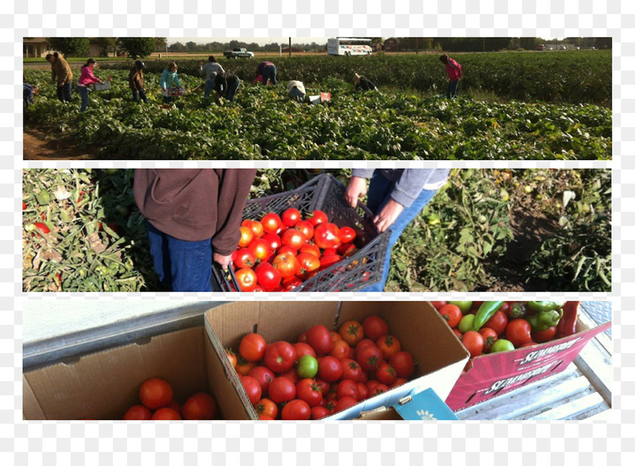 Tomate，L Agriculture PNG