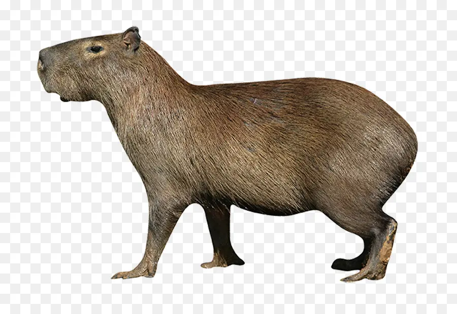 Capybara，Rongeur PNG