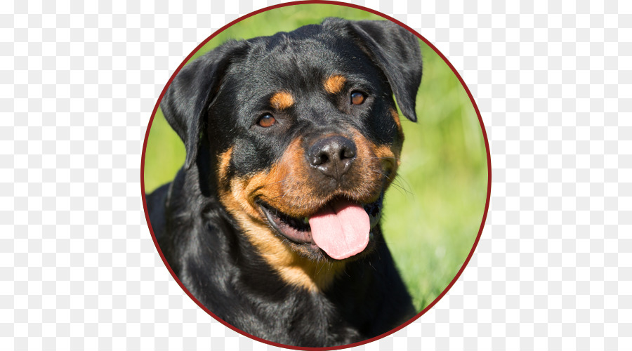 Chien，Rottweiler PNG