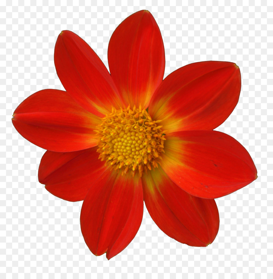 Fleur，Rouge PNG