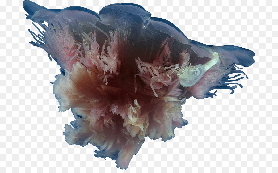 Les Méduses，Cyanea Rosea PNG