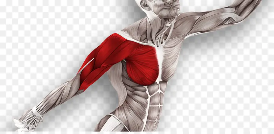 Anatomie Musculaire，Bras PNG