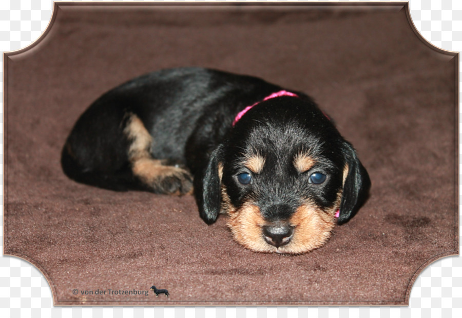 Race De Chien，Coonhound Noir Et Feu PNG