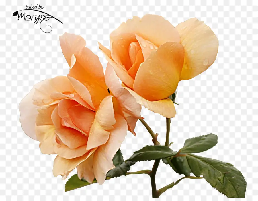 Roses Oranges，Floraison PNG