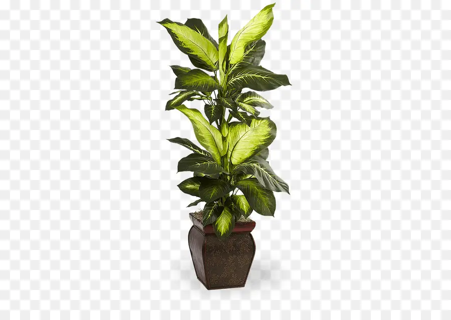 Plante En Pot，Intérieur PNG