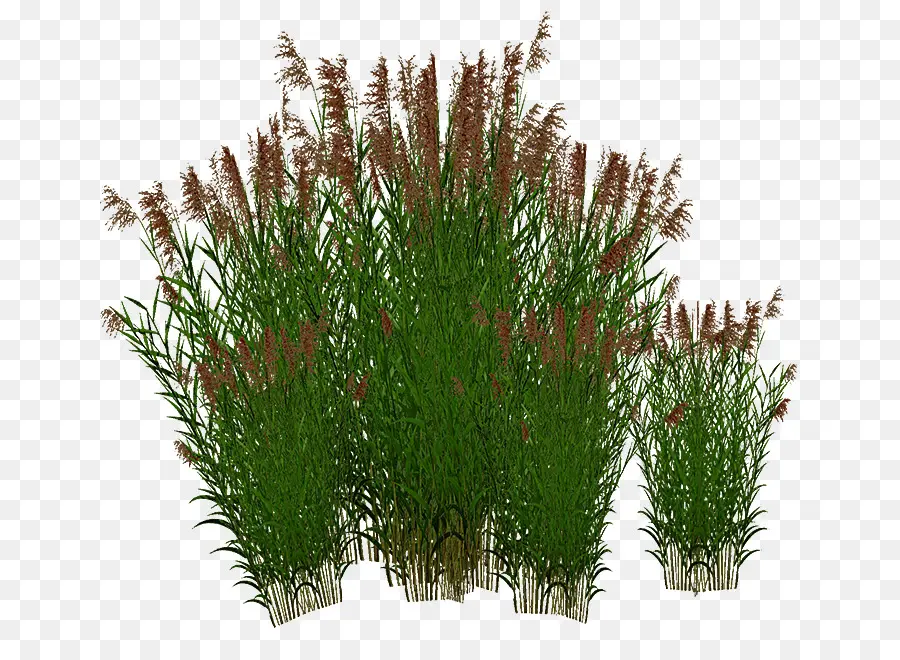 Herbe Douce，Herbes PNG