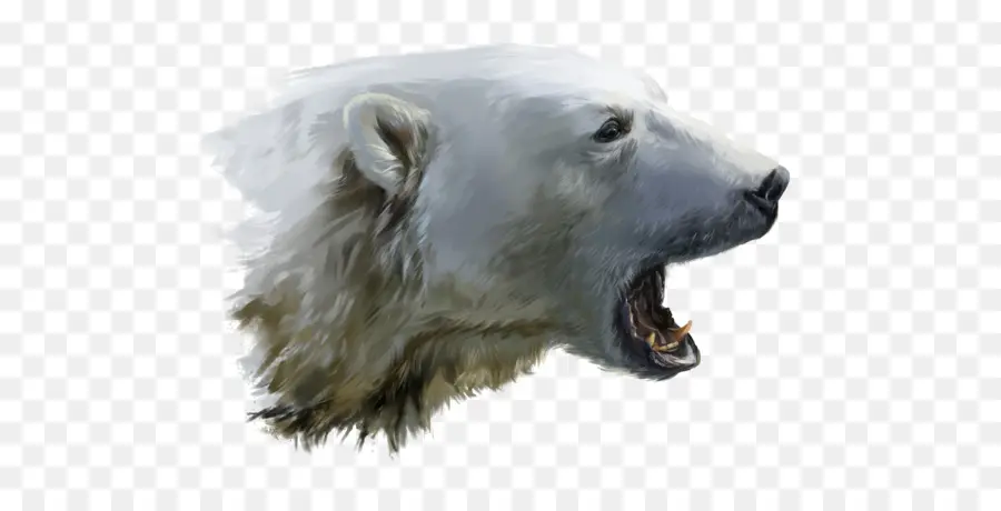 Ours Blanc，Blanc PNG