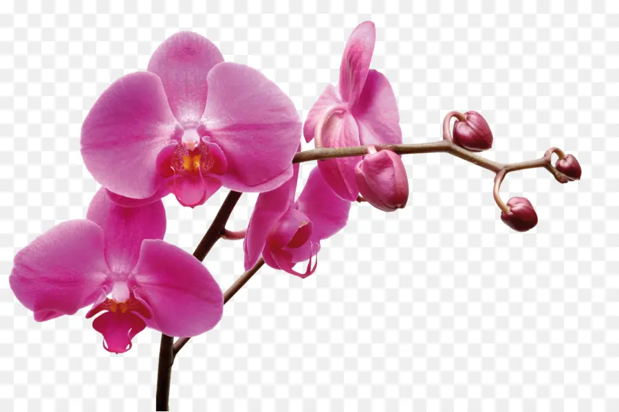 Thai Orchidées Co Ltd，Teigne Des Orchidées PNG
