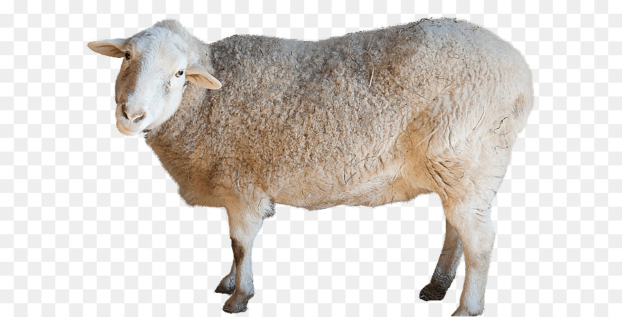 Mouton，Bétail PNG