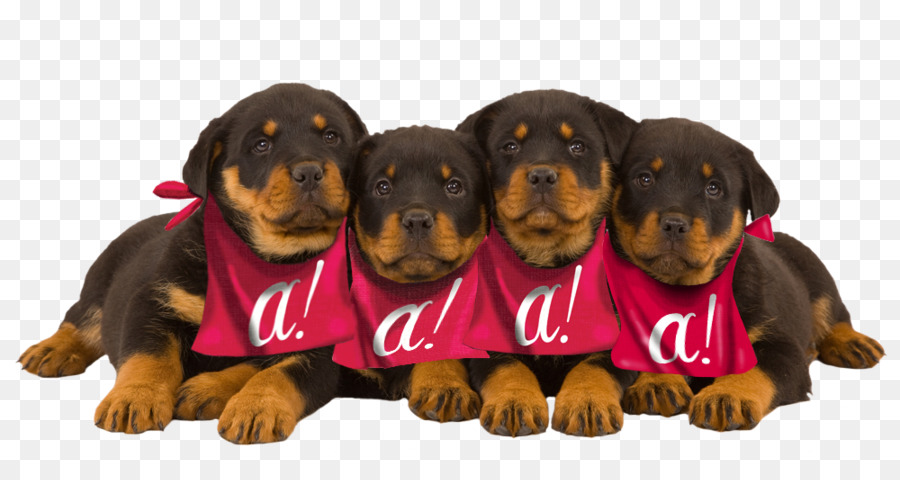 Chiots，Chiens PNG